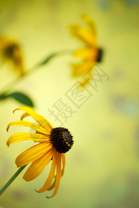 Rudbeckia花卉图片