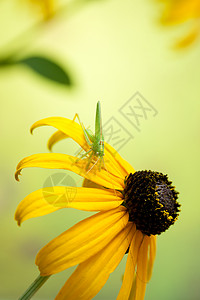 Rudbeckia 花朵和图片