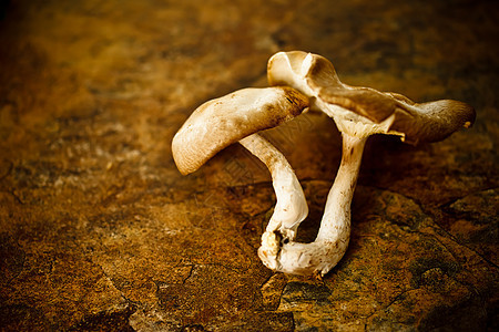 粪便蘑菇蔬菜桌子木头棕色食物白色菌类国家美食乡村图片