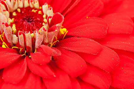 辛尼亚雌蕊植物宏观花园花瓣红色植物群植物学图片
