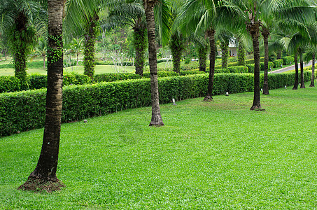 花园园小路院子叶子衬套装饰风格公园热带植物学美化图片