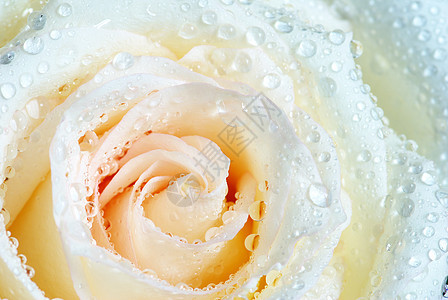 白玫瑰花水分宏观飞沫叶子花瓣环境玫瑰生长液体图片