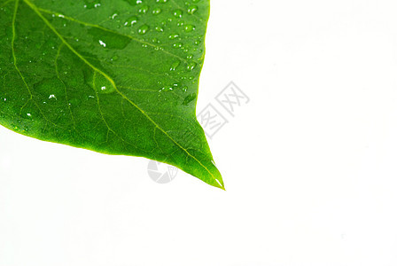 绿叶宏观植物学草本飞沫液体季节园艺叶子绿色图片