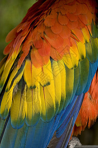 羽毛贴近异国蓝色绿色红色情调翅膀荒野鸟类鹦鹉热带图片