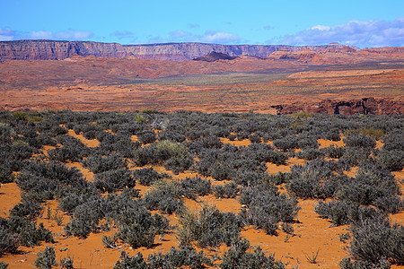 橙色棕色涂漆的沙漠绿树丛红图片