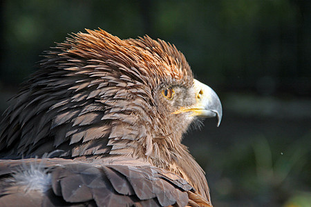 一只老鹰看着太阳捕食者荒野棕色水平羽毛白色动物野生动物眼睛图片