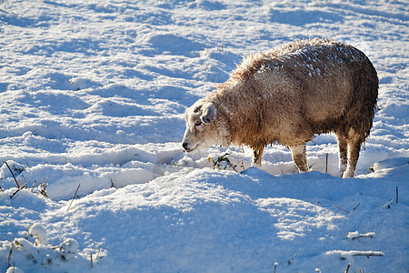 雪上荷兰羊图片