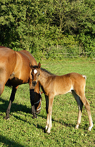 马和马鞭母亲农场绿色草地阳光荒野成人树木哺乳动物棕色图片