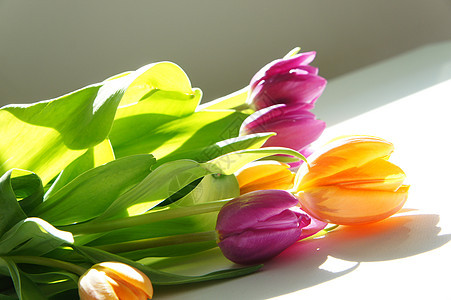郁金香包桌子植物群花朵风格展示晴天橙子花瓣紫色装饰图片