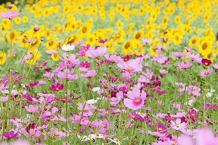 草原上美丽的花朵蓝色天空季节园艺花园植物群场地叶子草地公园图片