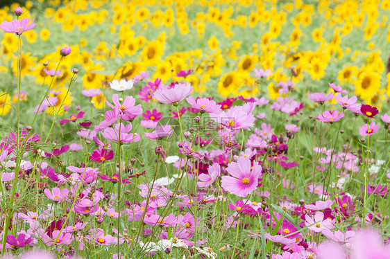 草原上美丽的花朵蓝色天空季节园艺花园植物群场地叶子草地公园图片