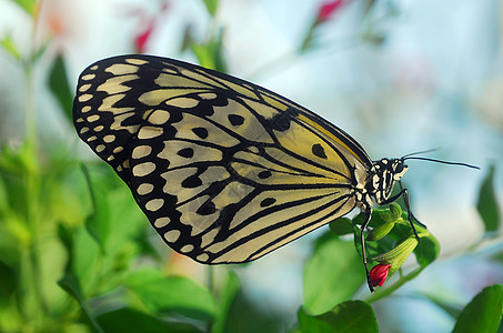 黑白蝴蝶昆虫红色翅膀白色动物图片
