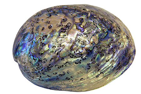 Paua 鲍鱼壳特写图片