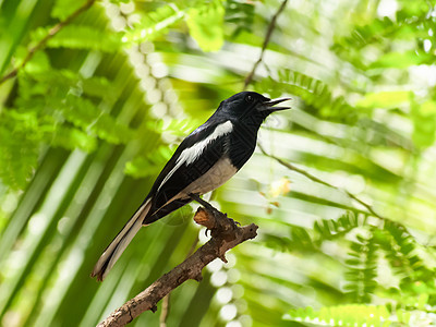 东方马皮罗宾白色喜鹊动物黑色绿色尾骨男性动物群野生动物鸟类图片