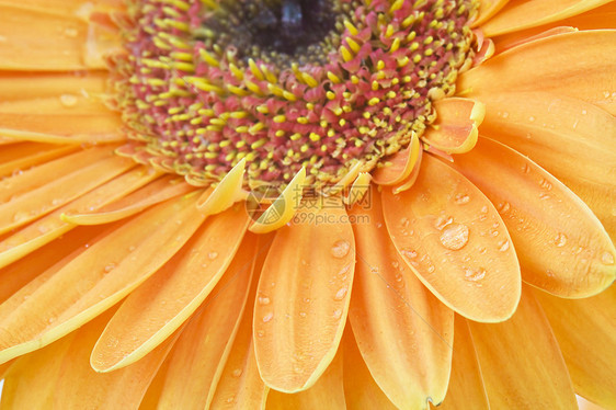 热贝拉菊花黄色水平雏菊花园宏观植物群橙子花瓣格柏生长图片