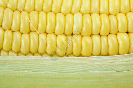 新鲜玉米鳕营养玉米片绿色早餐饮食棒子玉米粮食文化农场图片