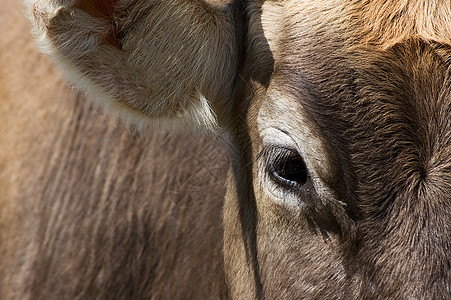 眼和牛的耳图片