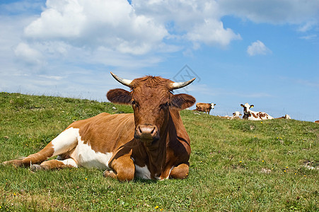 牧草中放松的牛牛背景图片