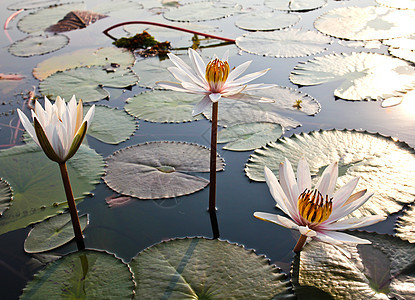 湖中的白莲花图片