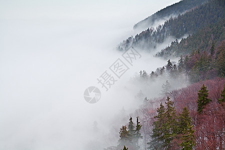 雾中的哈兹山旅行森林松树季节性高山农村天气爬坡风景荒野图片