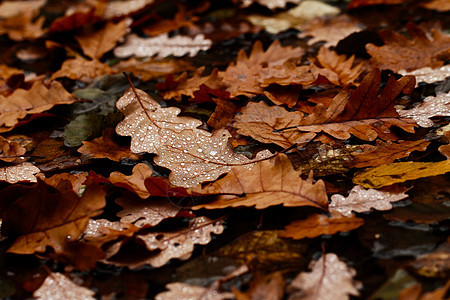 落叶上满是雨滴环境黄色叶子古董艺术森林季节植物水晶静脉图片