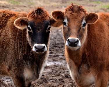 可爱的奶牛生物库存牛扒牛肉配种国家生活畜牧业养牛家畜图片