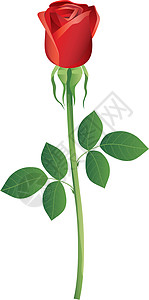 罗莎红色叶子绿色玫瑰花瓣插图植物背景图片