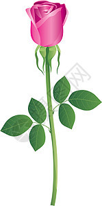 罗莎绿色浪漫叶子插图玫瑰植物花瓣图片