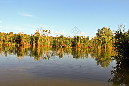 反射植物阳光太阳芦苇自然池塘绿色天空蓝色图片