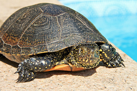 水生海龟动物甲壳野生动物爬虫乌龟绿色荒野腹甲龟科图片