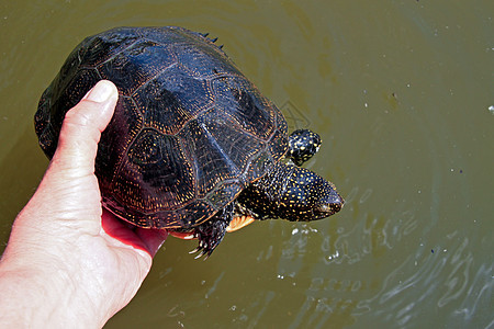 水生海龟荒野动物黑色爬虫乌龟龟科野生动物甲壳腹甲图片