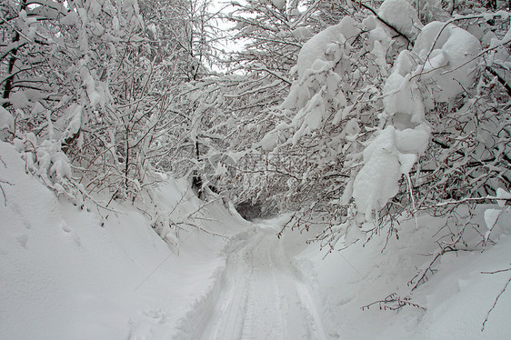 冬季的森林路径图片