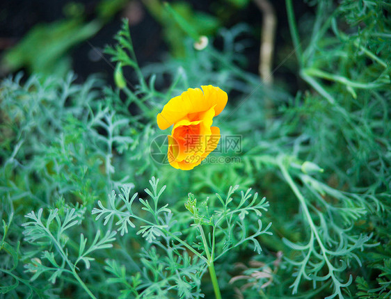 绿草上黄花的芽图片