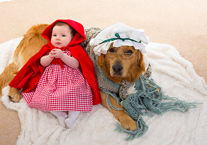 小宝贝小红帽 和狼狗像外婆一样吉祥物毯子故事宠物女性动物兜帽家庭幸福说谎图片