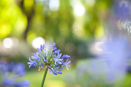 蓝花阳光射线宏观生活季节飞碟蓝色晴天叶子植物群图片