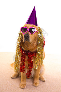 穿着紫帽子和眼镜的狗狗派对金发生日宠物小狗帽子庆典毛皮猎犬工作室假发图片