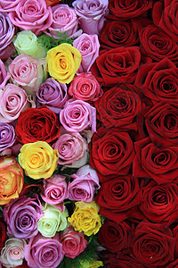 混合玫瑰花紫色植物学花束花瓣绿色花店红色白色粉色植物群图片