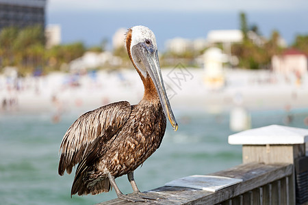 佛罗里达菲利坎旅行海滩栏杆海洋蓝色羽毛眼睛哺乳动物野生动物清水图片