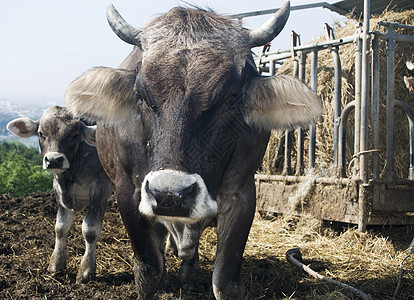 牛和牛母图片