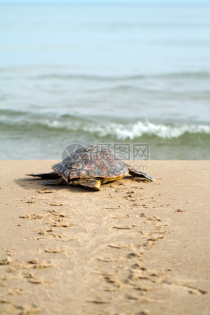 摇头海海龟爬行动物海洋海滩动物脚印橙子海岸图片