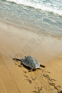 摇头海海龟海滩爬行动物橙子动物海洋脚印龟科图片