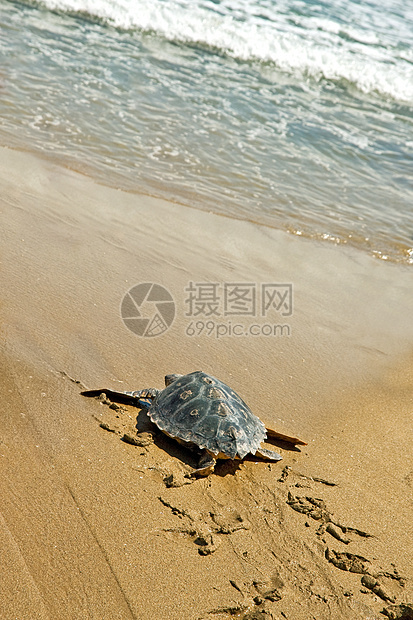 摇头海海龟海滩爬行动物橙子动物海洋脚印龟科图片