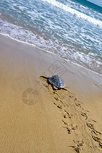摇头海海龟橙子龟科海洋脚印爬行动物海滩动物图片