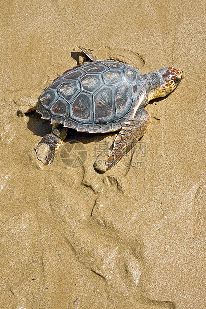 摇头海海龟海洋海滩动物橙子海岸脚印爬行动物图片