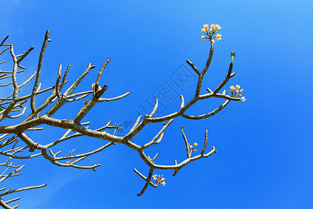 弗朗吉帕尼花朵黄色鸡蛋花蓝天图片