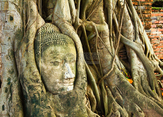 在泰国的一棵树里冥想木头佛教徒公园宗教历史寺庙信仰建筑学国家图片