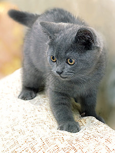 英国种养小猫的烟熏灰色嘲笑猫咪猫科动物眼睛血统乐趣食肉毛皮快乐白色图片