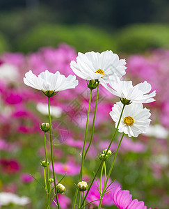 白宇宙花朵草地公园菊科植物雏菊场地季节花瓣花园紫色图片