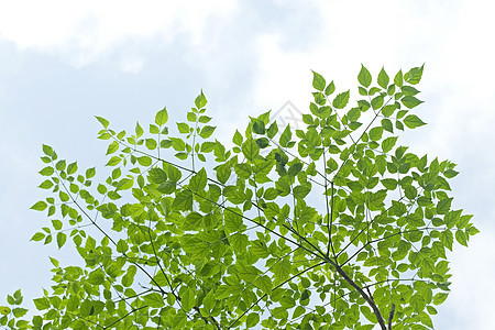 有天空的绿叶白色植物群绿色花园公园森林植物学晴天叶子生长图片
