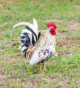 白班坦草地公鸡灰色动物乡村农场农村白色脚鸡家畜图片